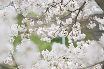 cherry tree blossom