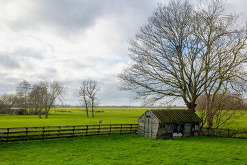 Little wooden barn on green meadow and fence, Typical Dutch polder with grass field and bare tree in winter under cloudy grey sky, Countryside landscape along Gein river, Abcoude, Utrecht Netherlands.