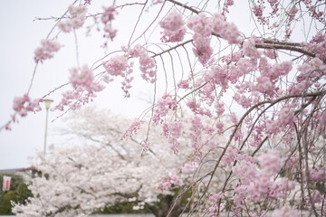 cherry blossom