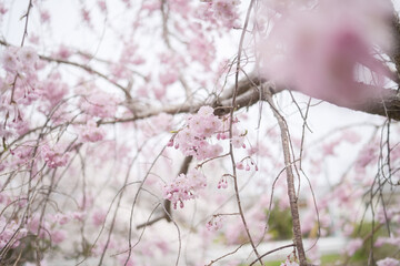 pink blossom