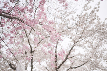pink cherry blossom