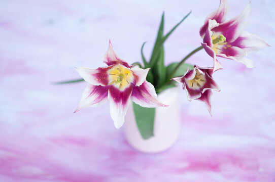 Delicate pink tulips in a vase, spring still life, minimalist, floral background