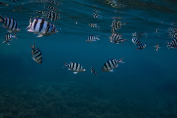 Fototapeta na wymiar school of fish while doing snorkeling