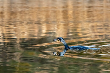 Commorant is swimming in the lake.