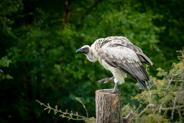 A white-backed vulture perched on a tree trunk showing nictitating membrane in the eye