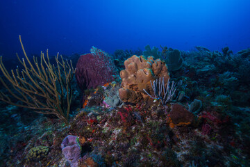 Fototapeta na wymiar Caribean Reef Coral similar to red egypt or great barrier australia