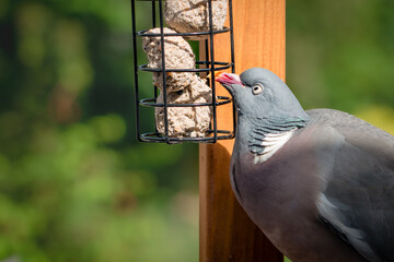 Wood pigeon in domestic garden on bird feeder eating suet fat balls