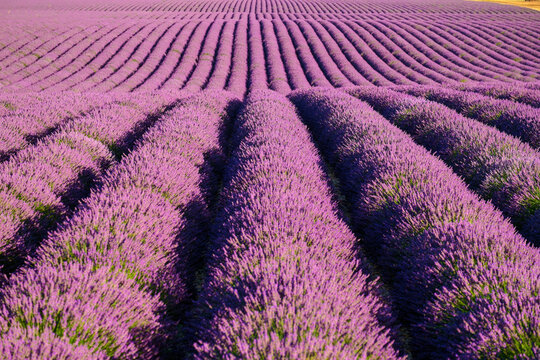 Rows of purple lavender in height of bloom in early July in a field on the Plateau de Valensole near Puimoisson