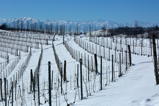 Barbaresco Wine Zone After A Winter Snowstorm.