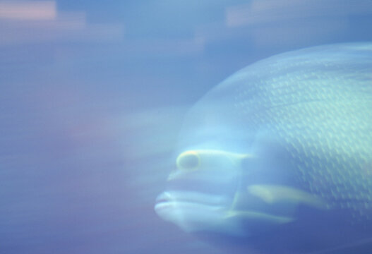 Tropical Fish blue light motion water underwater