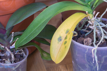 The Hidden Side of Orchids: A Close-Up of Fungal Infection on a Yellow Leaf close up