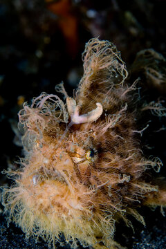 Hairy version of  Striped frogfish (Antennarius striatus), North Sulawesi, Indonesia