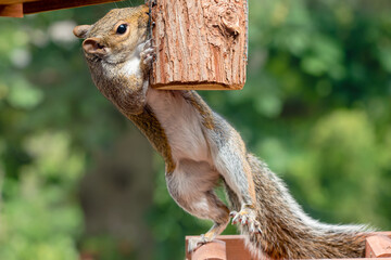 A grey squirrel balancing on birdfeeder trying to get into bird food