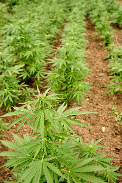 planting marijuana outdoors in the u.s.