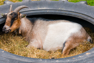 Domestic goat resting in tyre at farm; brown and white with strong black dorsal stripe and horns