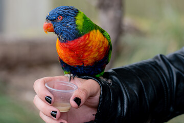 A rainbow lorikeet on arm of person holding nectar pot for feeding © HASPhotos