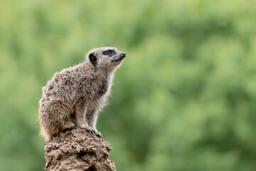 Meerkat on mound looking right with copy space