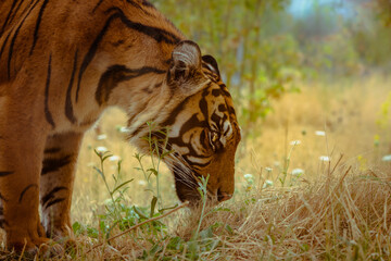 A sumatran tiger standing with face down on the ground