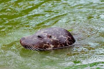 Headshot close-up of a common harbour seal swimming in water