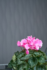 ピンクのシクラメン