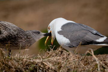 Adult seagull feeding juvenile gull