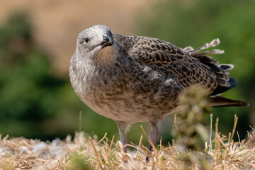 Juvenile gull in sun