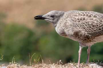 Juvenile gull in sun, looking left with copy space