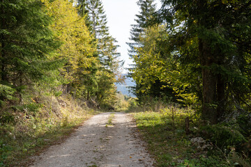 footpath in the woods
