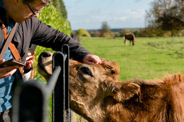 Jersey cow calf with head through metal fence being stroked by person