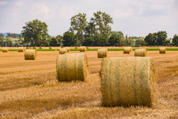 Round bales in a harvested field after hay harvest in summer