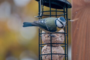 Blue tit on suet fat ball bird feeder