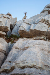 Wild goat on the rocks of Torcal