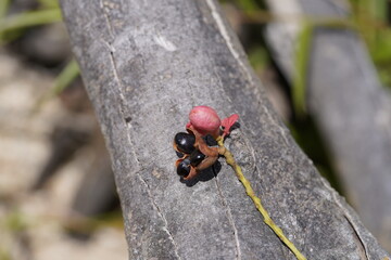 False guarana fruits, they look similar to guarana fruits, Amazon, Brazil.