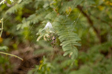 Spider in its web