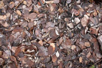 close view of natural leaves texture