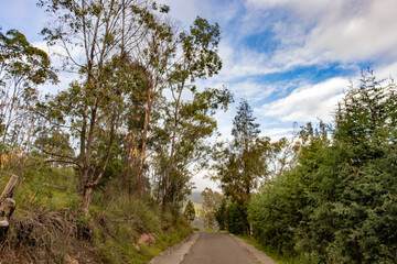 A PATH IN THE FOREST