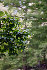 A large, creamy white southern magnolia flower is surrounded by glossy green leaves of a tree. White petal close up