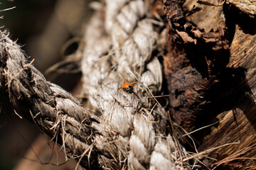 LADYBIRD ON A ROPE AND WOOD