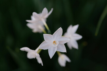 早春に花を咲かせ春を告げる水仙の花。ギリシャ神話に登場するナルシスという美少年の名に由来する。背景をぼかして花を浮かび上がらせて撮影