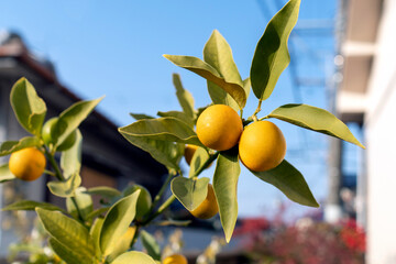 青空とキンカン（金柑、金橘）の実、12月の庭。Kumquator Citrus japonica