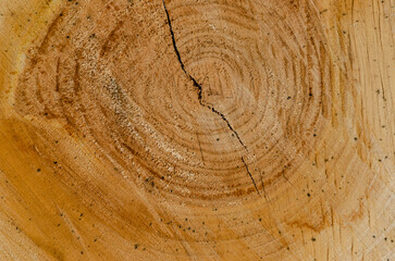 Fondo de madera