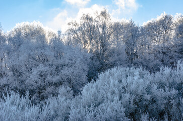 Bosque helado con el sol detrás de ellos