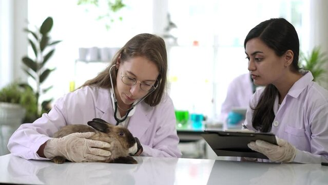 Two young Scientist female use stethoscope on rabbit in laboratory