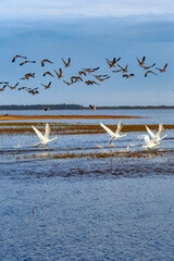 Schwäne und Gänse  © eremit08