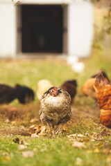 Chickens on a small farm in the country. Small scale poultry farming in Ontario, Canada.