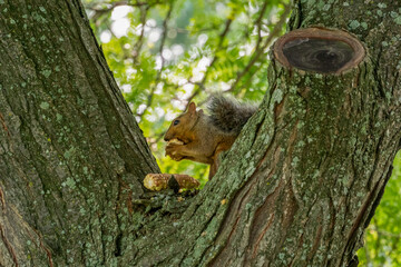 Grey Tree Squirrel In A Tree Eating An Ear Of Corn