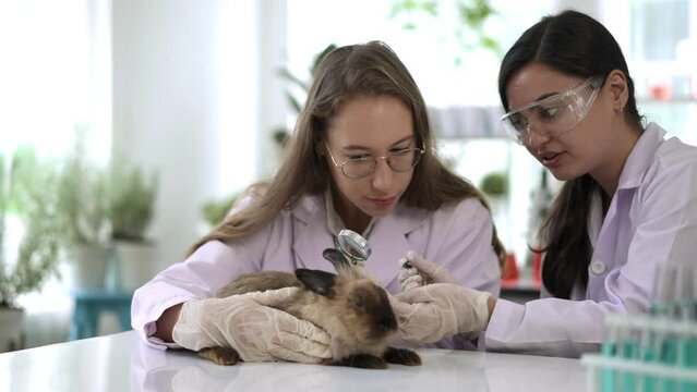 Two young Scientist female doing testing on rabbit in laboratory