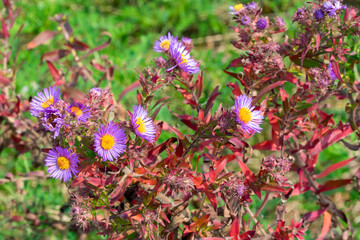 Obraz premium Wild Purple Asters Growing In The Field In September