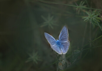 butterfly on a leaf