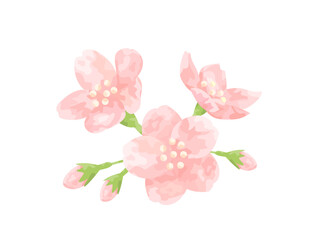 Fototapeta na wymiar 手塗り風の桜の花をイメージしたイラスト